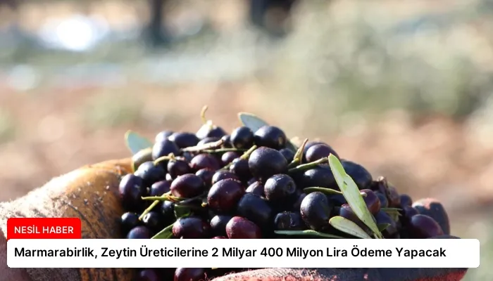Marmarabirlik, Zeytin Üreticilerine 2 Milyar 400 Milyon Lira Ödeme Yapacak