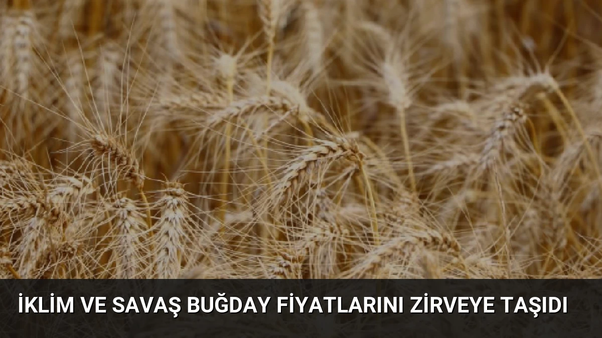 İklim ve Savaş Buğday Fiyatlarını Zirveye Taşıdı